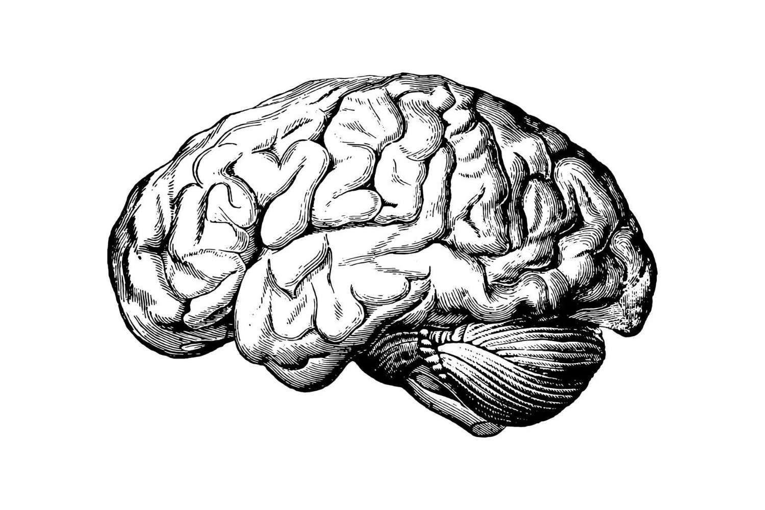 Cerveau Humain Implant Neuralink